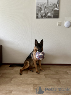 Photo №1. german shepherd - for sale in the city of Амстердам | 317$ | Announcement № 68612