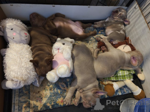 Photo №1. french bulldog - for sale in the city of California | 855$ | Announcement № 159521