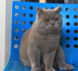 Photo №2 to announcement № 3670 for the sale of british shorthair - buy in Belarus from nursery
