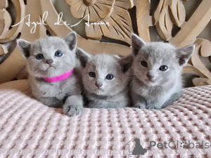 Photo №1. russian blue - for sale in the city of Alken | negotiated | Announcement № 158811