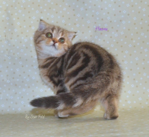 Photo №2 to announcement № 3291 for the sale of scottish fold - buy in Russian Federation from nursery