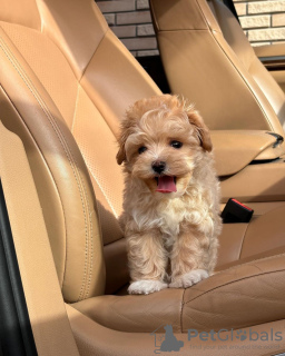 Additional photos: Maltipoo puppies.