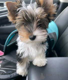 Photo №1. yorkshire terrier - for sale in the city of Aubenas | negotiated | Announcement № 160548