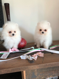 Photo №2 to announcement № 116051 for the sale of pomeranian - buy in Germany private announcement