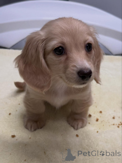 Photo №2 to announcement № 163654 for the sale of dachshund - buy in Germany breeder