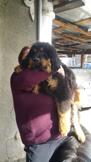 Photo №1. tibetan mastiff - for sale in the city of Almaty | 1200$ | Announcement № 5721