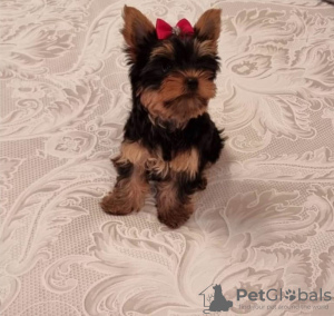 Photo №2 to announcement № 119348 for the sale of yorkshire terrier - buy in Germany private announcement