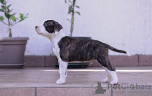 Photo №2 to announcement № 63225 for the sale of american staffordshire terrier - buy in Serbia breeder