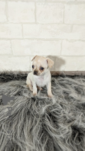 Photo №3. Chihuahua puppies from kennel. Belarus
