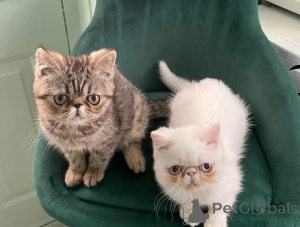 Photo №1. persian cat - for sale in the city of Deggendorf | 361$ | Announcement № 174536
