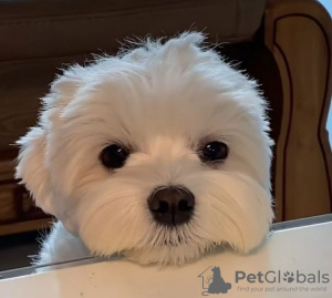 Photo №2 to announcement № 132989 for the sale of maltese dog - buy in United States 