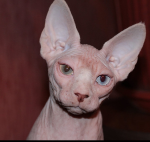 Photo №2 to announcement № 1493 for the sale of sphynx-katze - buy in Russian Federation from nursery