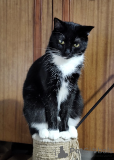 Photo №3. Tender Amira. Belarus