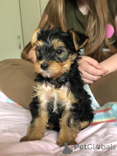 Photo №4. I will sell yorkshire terrier in the city of Vamdrup. private announcement, breeder - price - 877$
