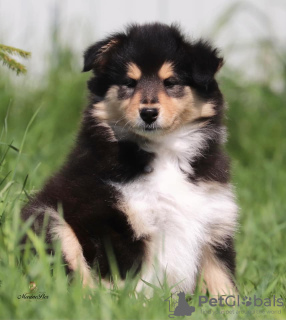 Photo №3. Collie puppies. Russian Federation