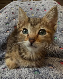 Photo №3. Bengal kittens. Germany