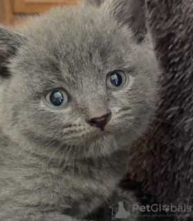 Photo №3. British shorthair. Germany