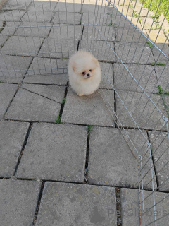 Photo №3. Beautiful Cream Pomeranian Male Available. Serbia