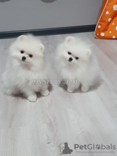 Photo №1. pomeranian - for sale in the city of Tbilisi | negotiated | Announcement № 95363