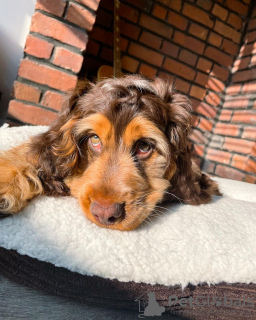 Photo №1. english cocker spaniel - for sale in the city of Budapest | 254$ | Announcement № 78800