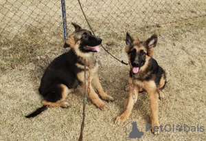 Additional photos: German Shepherd puppies