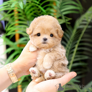 Photo №4. I will sell maltipu in the city of Alabama. breeder - price - negotiated