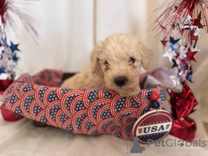 Photo №2 to announcement № 149824 for the sale of maltipu - buy in Germany private announcement, breeder