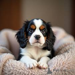 Photo №2 to announcement № 167111 for the sale of cavalier king charles spaniel - buy in Belgium private announcement, breeder