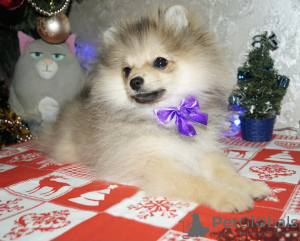 Photo №2 to announcement № 8198 for the sale of pomeranian - buy in Ukraine breeder