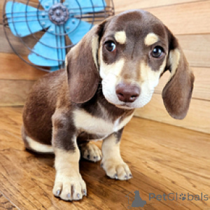 Photo №4. I will sell dachshund in the city of Berlin. private announcement - price - 826$