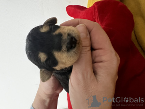 Photo №1. airedale terrier - for sale in the city of Limassol | 1412$ | Announcement № 129024