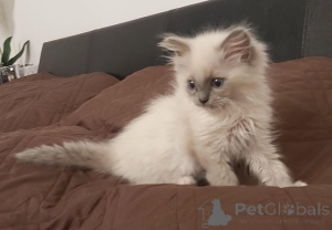 Photo №2 to announcement № 175468 for the sale of ragdoll - buy in Germany private announcement