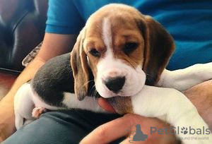 Photo №1. beagle - for sale in the city of Valhalla | Is free | Announcement № 63454