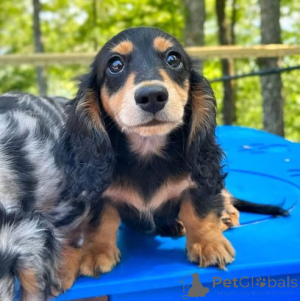 Photo №3. Sveiki ir gražūs taksų šuniukai.. Lithuania