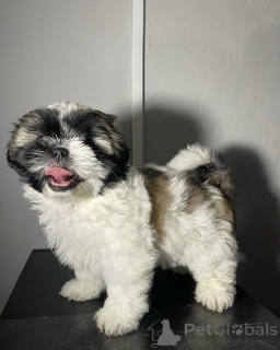 Photo №2 to announcement № 173357 for the sale of non-pedigree dogs - buy in Malta private announcement