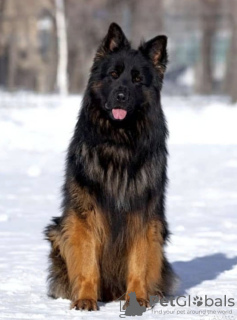 Photo №4. I will sell german shepherd in the city of Chelyabinsk. breeder - price - negotiated