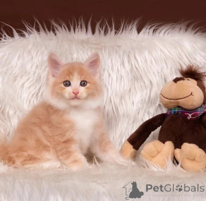 Photo №1. japanese bobtail - for sale in the city of Grafenwöhr | 361$ | Announcement № 177733