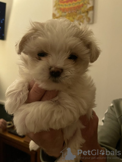 Photo №2 to announcement № 131714 for the sale of maltese dog - buy in United Kingdom private announcement