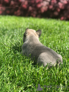 Photo №2 to announcement № 130357 for the sale of french bulldog - buy in Germany private announcement