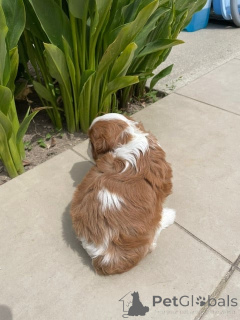 Photo №3. Adorable Cavalier King Charles puppy to give away. France