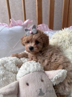 Additional photos: Super lower girl Maltipoo f1 min, delivery, bargaining, maltipoo f1