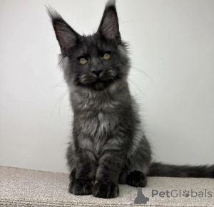 Photo №2 to announcement № 163708 for the sale of maine coon - buy in Germany breeder