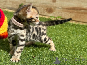 Photo №3. Bengal kittens for adoption. Germany