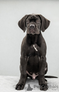 Photo №3. CANE CORSO. Ukraine