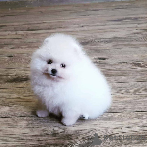 Photo №2 to announcement № 121534 for the sale of pomeranian - buy in Germany private announcement