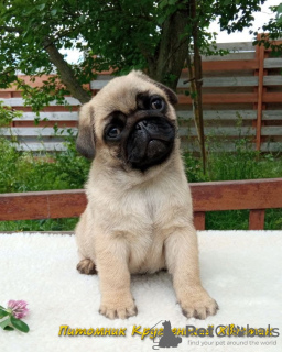 Photo №2 to announcement № 11126 for the sale of pug - buy in Ukraine from nursery