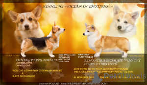 Photo №1. welsh corgi - for sale in the city of Bialystok | 1506$ | Announcement № 128609