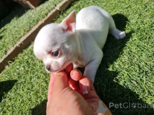 Photo №3. Cute adorable Chihuahua puppies for sale contact whatsapp business 447450021323. Germany