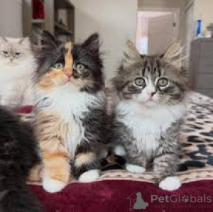 Photo №2 to announcement № 172693 for the sale of siberian cat - buy in Belgium private announcement, breeder