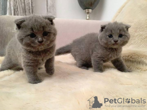 Photo №1. british shorthair - for sale in the city of Berlin | 158$ | Announcement № 105372